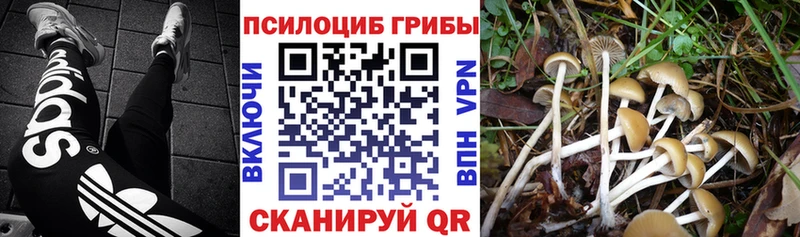 закладки  Ростов  Псилоцибиновые грибы Psilocybine cubensis 